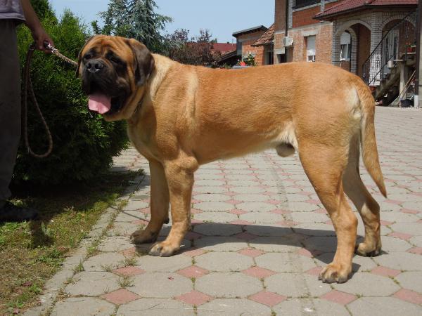 Azamat Aurora Panonica | Mastiff 