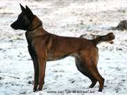 Guess van de Utadreef | Belgian Malinois 