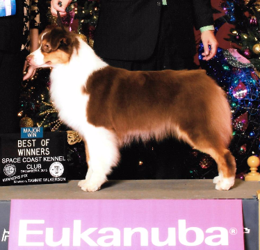 Limelite Harmony Hill Cheek To Cheek | Australian Shepherd 