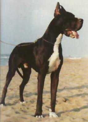 Tophanover-N di San Filippo | Great Dane 