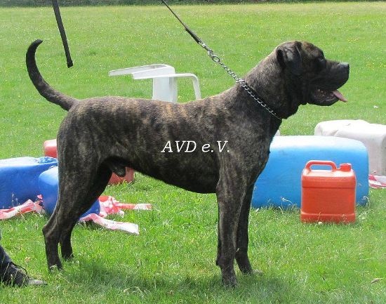 Buaro de la Guardia | Perro de Presa Canario 