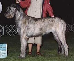 Rosslare's Shanachie | Irish Wolfhound 