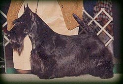 Anstamm Back To The Future | Scottish Terrier 