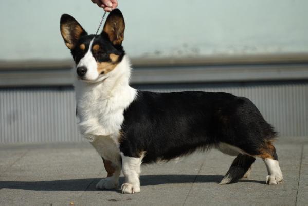 Dear Happy Bird Haus Wityk | Cardigan Welsh Corgi 