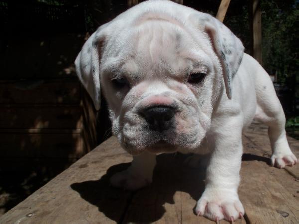 Black Mesa Bulldogs "Snow" | Olde English Bulldogge 