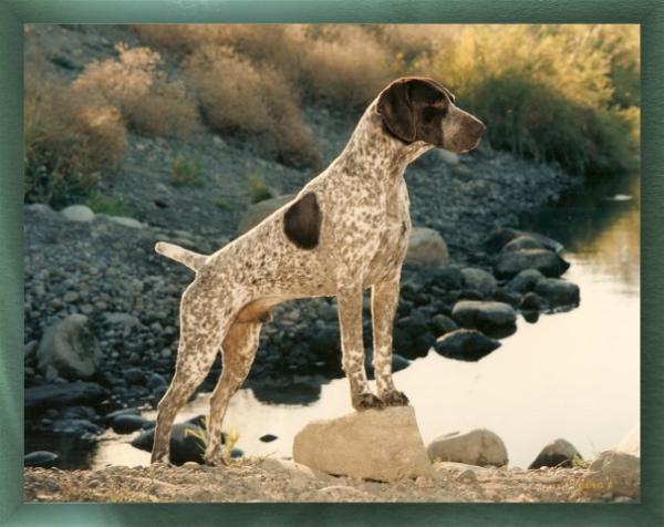 Minado's Parade Drum Major | German Shorthaired Pointer 