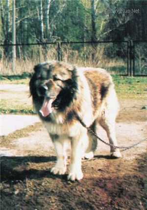 VAHSH (GORSKII) | Caucasian Mountain Dog 