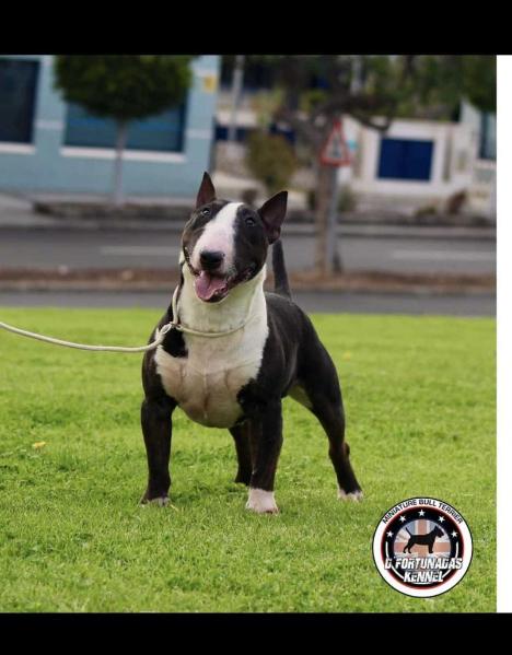 D’Fortunadas Camden | Miniature Bull Terrier 