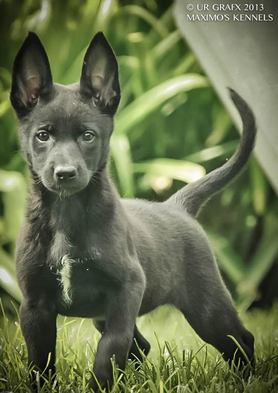 Maximo's Demi | Belgian Malinois 