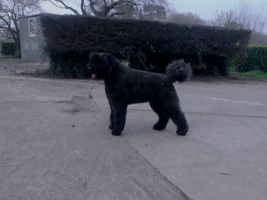 L'Air du Desert de Valldeghuesa | Bouvier des Flandres 