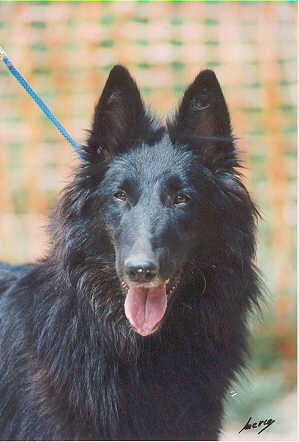 Tali de Belliamici | Belgian Groenendael 