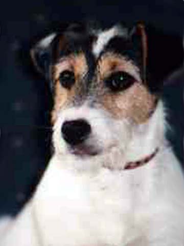 Pride Jamie Lee V.Ons Eiland | Jack Russell Terrier 