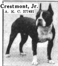 Crestmont Jr (277491) | Boston Terrier 