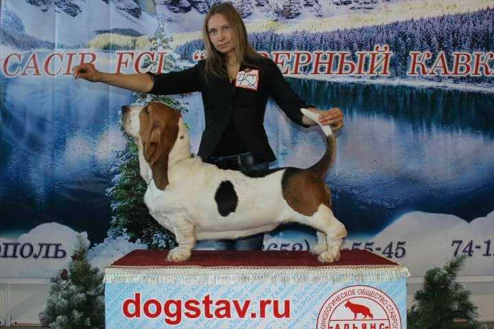 ASTER BASS ANGELINA | Basset Hound 