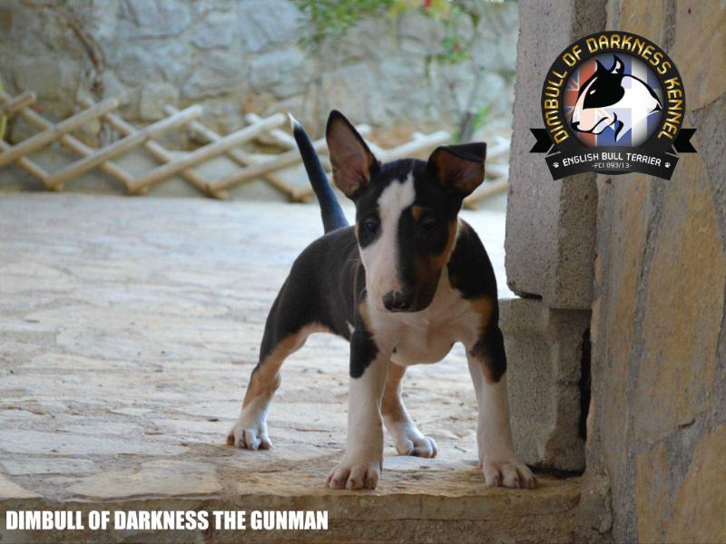 DIMBULL OF DARKNESS THE GUNMAN | Bull Terrier 