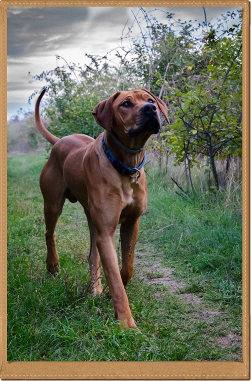 Bukavu-Bawu Farid | Rhodesian Ridgeback 