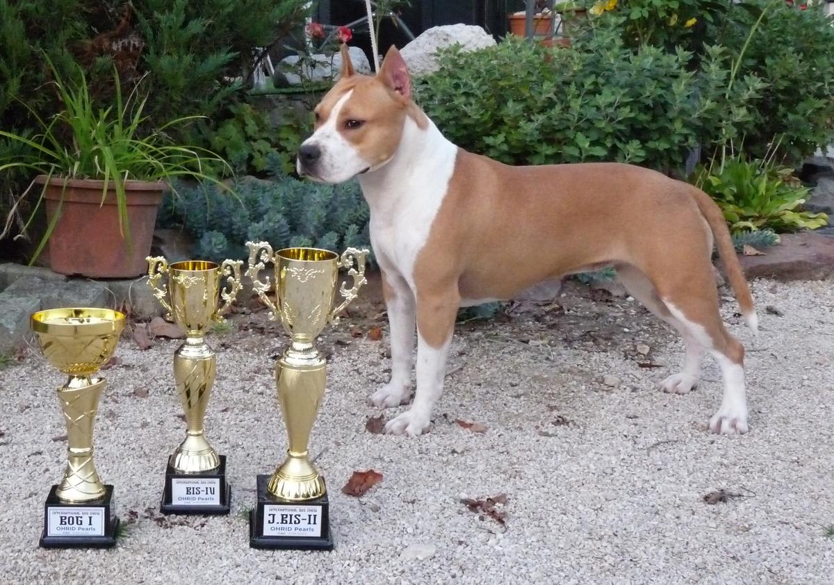 BodyBull Helikon NC Charlotte Sine | American Staffordshire Terrier 