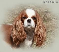 LEMIMUR GRAFINYA GALAXY | Cavalier King Charles Spaniel 