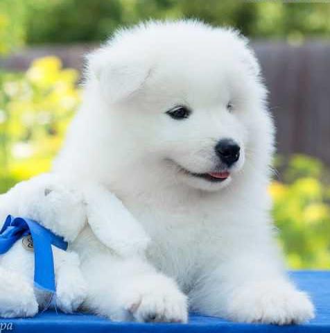 Medvezhya Staya Arian Lvinoe Serdtse | Samoyed 