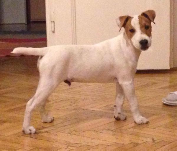 NBW's Oscar Von Richthofen | Jack Russell Terrier 