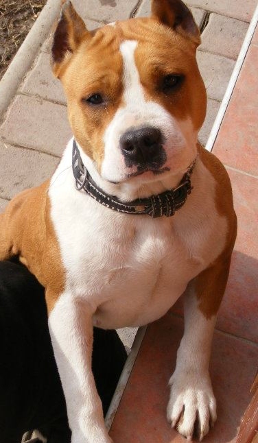 Denise White Rose Eizabet Tailor | American Staffordshire Terrier 