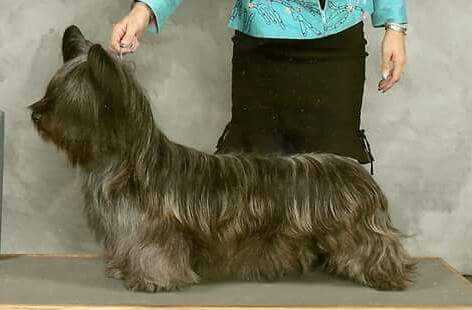 Kamo I'll Take The High Road | Skye Terrier 