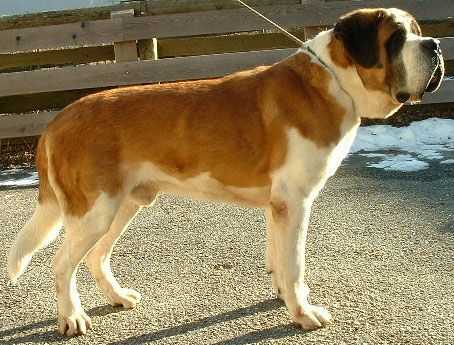 UDO VON LIEBEGG | Saint Bernard 