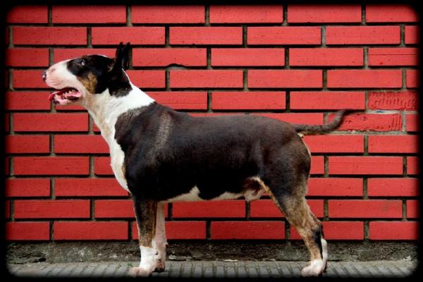 Ukusa hurricane | Bull Terrier 