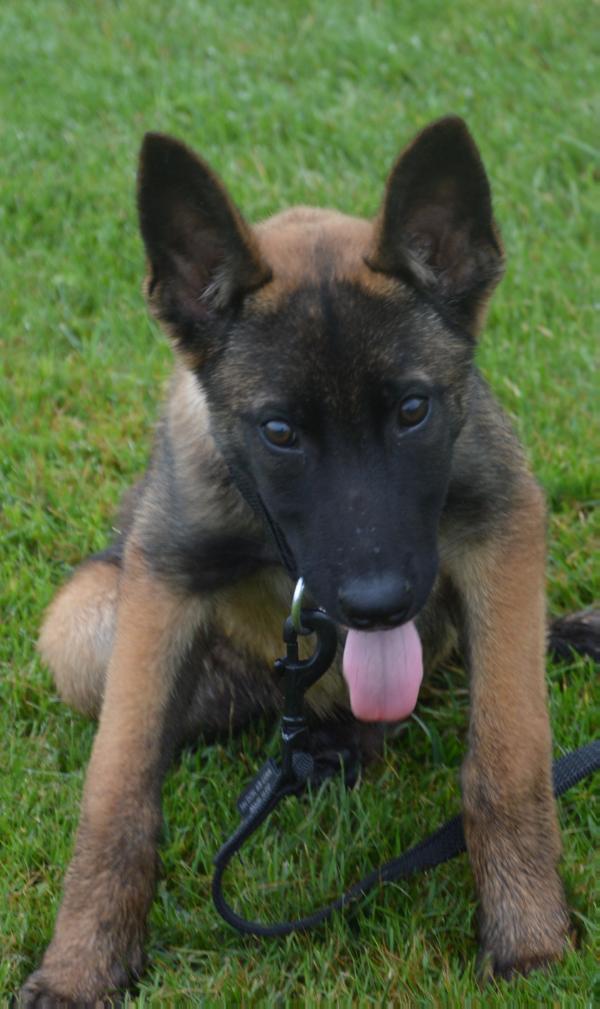 Nierlenders Nuallain | Belgian Malinois 