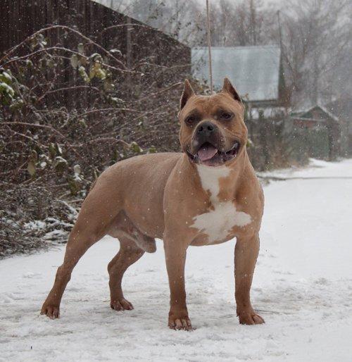 BULWAIF SOVELU ASGARD | American Staffordshire Terrier 