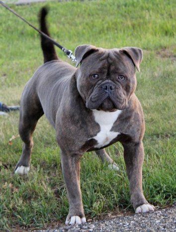 RespectBulls Joxer pacificbulls | Olde English Bulldogge 