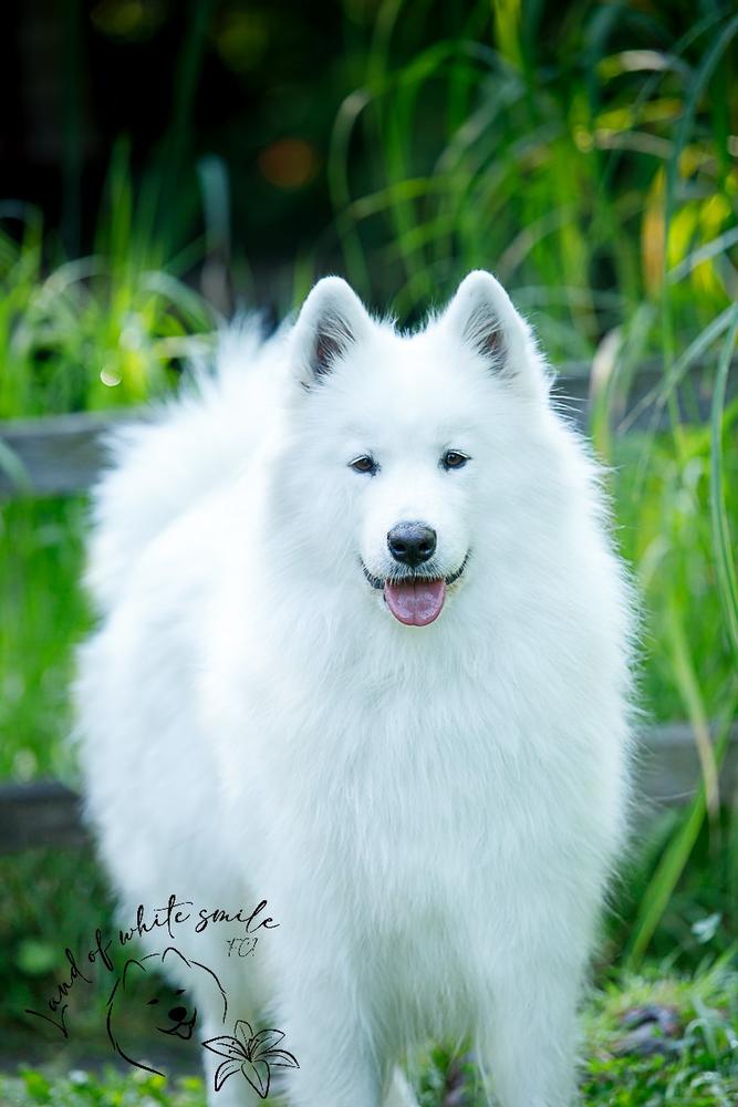 EXCLUSIVE AND THE MOST IMPRESSIVE HOLLY Maltayed | Samoyed 