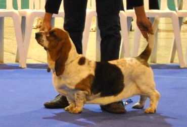 Úrsula Olea Bull’s | Basset Hound 