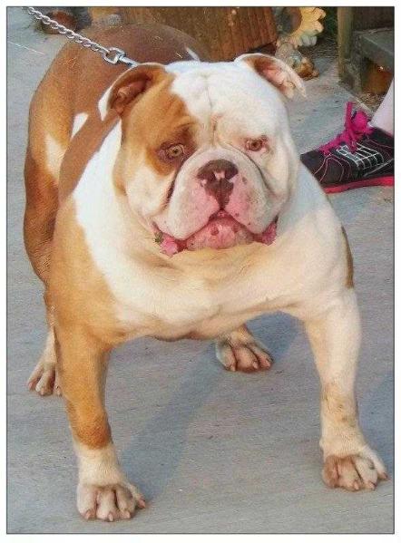 BuffaloCreek's CrazyHorse | Olde English Bulldogge 