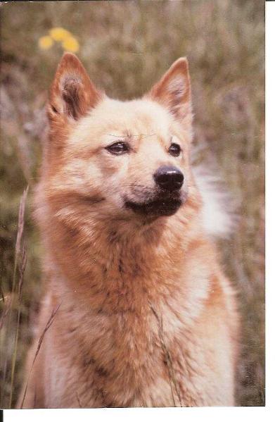 PIPSA de la Cascade des Jarreaux | Finnish Spitz 