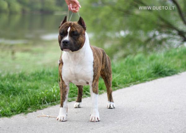 Dueto Status Cosmos | American Staffordshire Terrier 