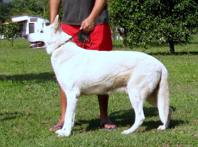 Polo Horst Von Ruff | White Swiss Shepherd Dog 