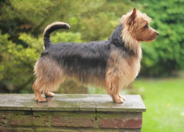 Lesnoy's James T. Kirk | Australian Terrier 