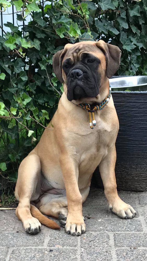 Cooperdale Miss Grace | Bullmastiff 