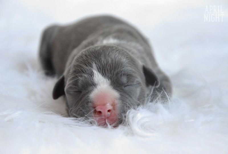 April Night BABY DOLL | American Staffordshire Terrier 