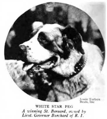 White Star Peg | Saint Bernard 