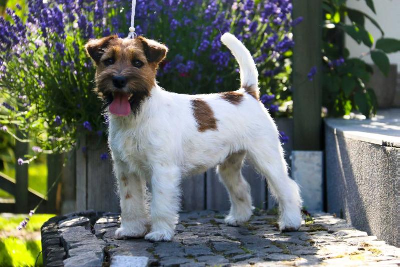 AVEROYA Depeche Canis | Jack Russell Terrier 