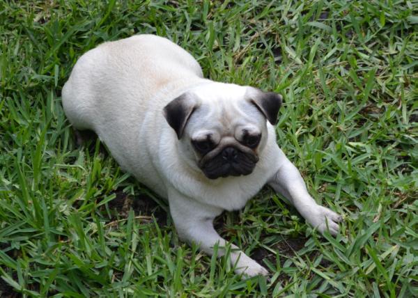 Clemdark Bertha | Pug 