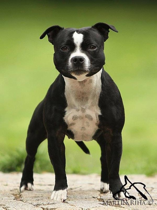 Aura Im Volksbull | Staffordshire Bull Terrier 