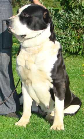 sary shaitan geydara | Central Asian Shepherd Dog 