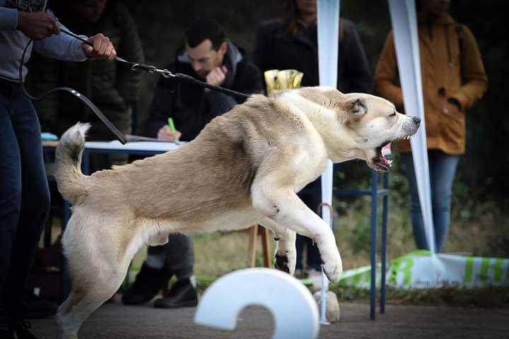 Aglam | Central Asian Shepherd Dog 