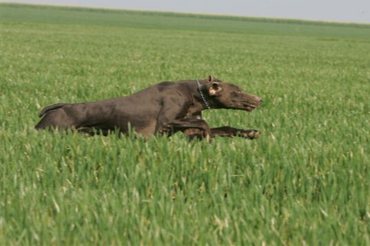 Violette du Pied du Monte | German Shorthaired Pointer 