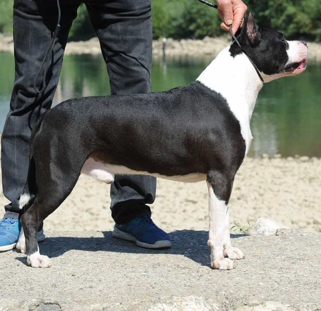Black Bomber Od 1300 Kaplara | American Staffordshire Terrier 