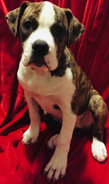 Taylor's Athena | American Bulldog 