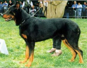 Lucky du Val du Tremblay | Beauceron 